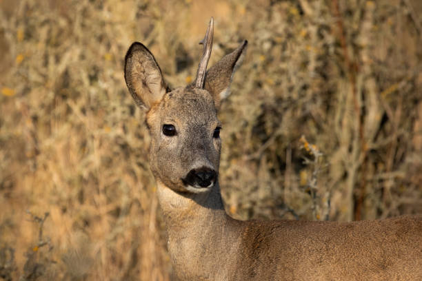 istock Roe deer shedding antler in autumn nature in close-up 1357655183