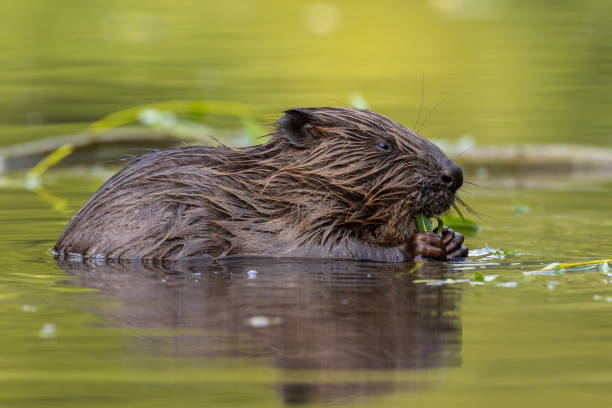 istock Eurasian beaver biting leaves in green water in spring 1357656414
