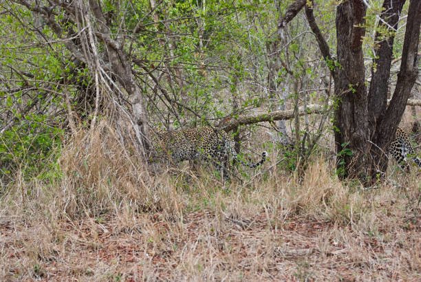 istock leopard, Panthera pardus, stalking through the dense african bush 1357656522