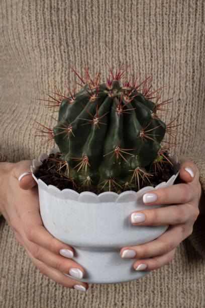 istock Hands hold a flower pot with a cactus. 1357658127