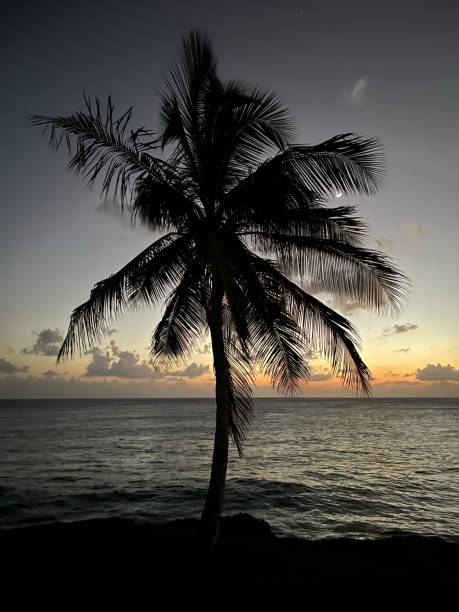 istock Caribbean palm tree in the night 1357658188