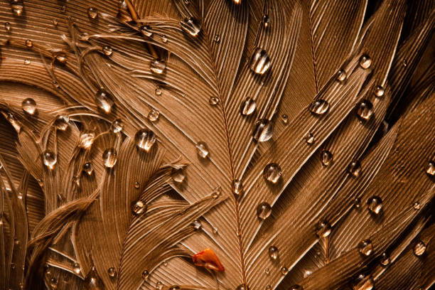 Golden bird feather with water drops in close up. Background of color plumage with dew in detail. Wallpaper of soft textured pattern with liquid on surface.