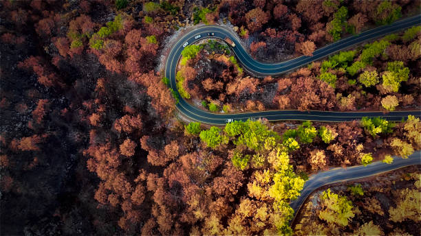 istock Burnt Forest and country road top view 1357658289
