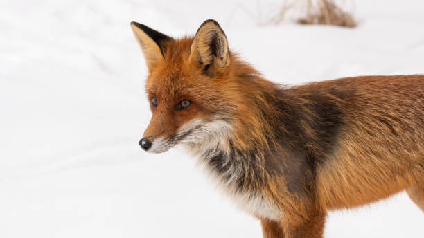 istock Red fox standing on snow in wintertime in close up 1357658348