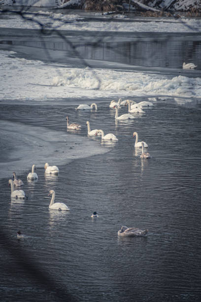 Vertical view of swan family in a river, Neris Regional Park, Lithuania. White elegant birds swimming in cold icy water. Selective focus on the animals, blurred background.