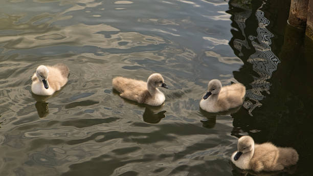 istock swan chicks in a lake. fluffy little birds. 1357658927