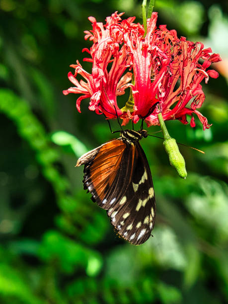 istock colorful butterfly on a leaf, flower. 1357659553