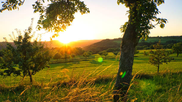 istock Sunset in Saarland on a meadow with trees and view into the valley. 1357659755