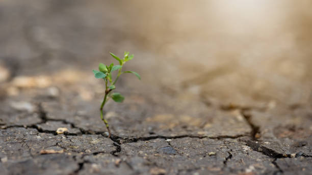 istock Little plant growing from dry ground in sunlight in background 1357659838