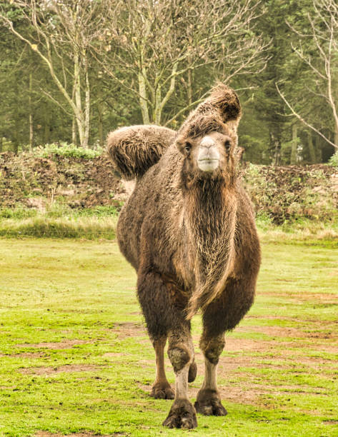 A camel with direct eye contact towards the viewer. relaxed mammals used as riding and transport animals.