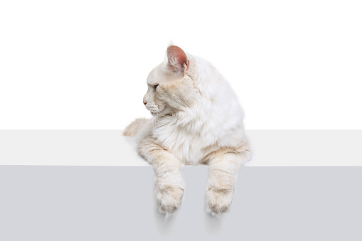Looking away. Close-up purebred cat, big fluffy Maine Coon cat sitting on floor isolated on white background. Concept of domestic animal, pets, friend, love, care concept. Copy space for ad
