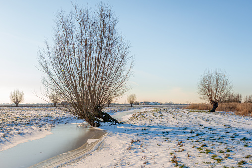 Crooked willow tree in a Dutch winter landscape. The photo was taken on a cold but sunny day near the village of Lage Zwaluwe, municipality of Drimmelen, province of North Brabant.