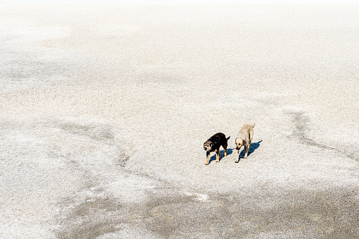 Two cute stray dogs walking on the white sands on the shore of Salda lake. Lake Salda in Yesilova, Turkey. It is a slightly salty karst lake surrounded by forest-covered hills, rocky terrains and small alluvial plains.