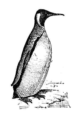 Antique illustration: Penguin