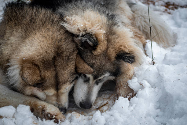 istock Malamute dogs digging snow 1357661406