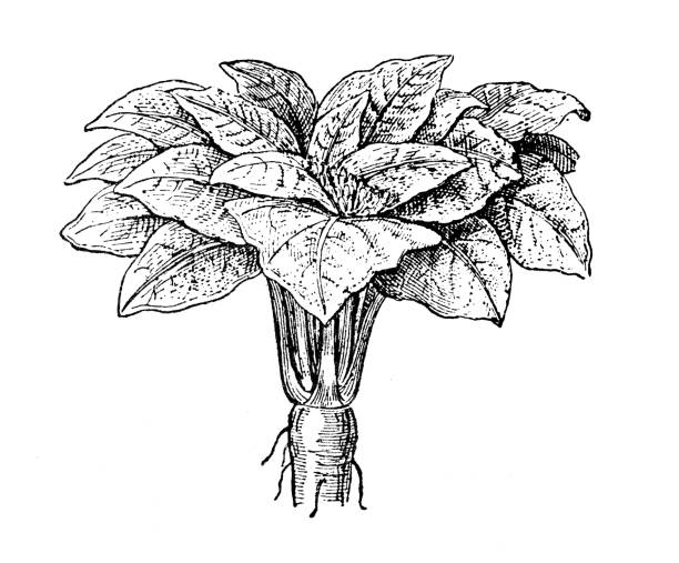 Fantasy Mandrake Stock Illustrations – 198 Fantasy Mandrake Stock