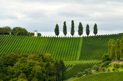 Austria, vineyards on the steep slopes of the Sulm Valley located on the Styrian wine route, the hilly landscape is also known as the Tuscany of Austria