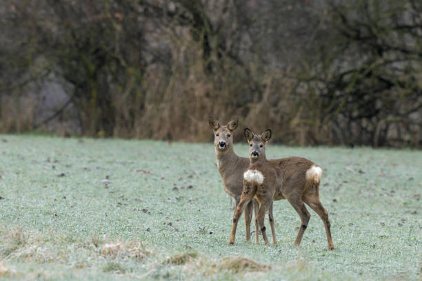 istock Doe and fawn 1357663787