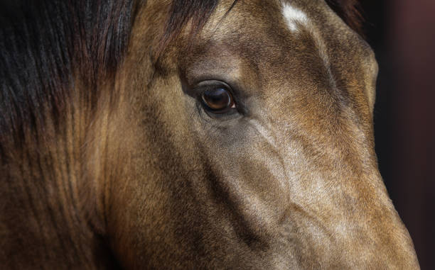 dun doré jeune cheval andalou. gros plan. - tête dun animal photos et images de collection