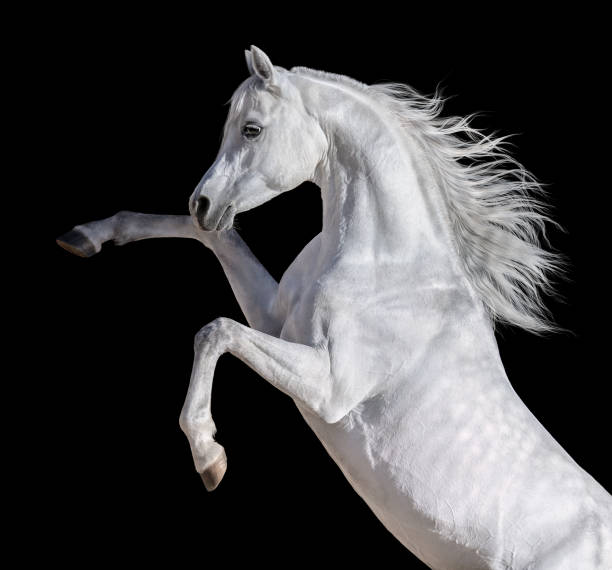 cheval-arabe-blanc-avec-une-longue-crini%C3%A8re-%C3%A9levant.jpg?s=612x612&w=0&k=20&c=U2-JK3x7OCQV1ejnK0bNcxFSTNrE5T1Oa2hmKvhYPJQ=