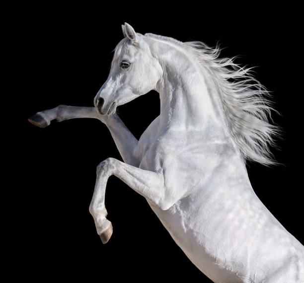 長いたてがみの白いアラビアの馬が育ち上げました。 - arabian horse ストックフォトと画像