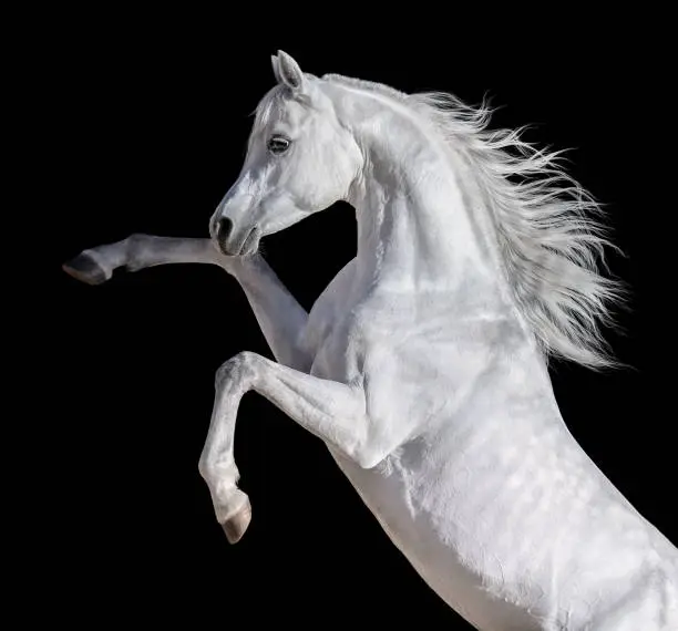 Photo of White Arabian horse with long mane rearing up.