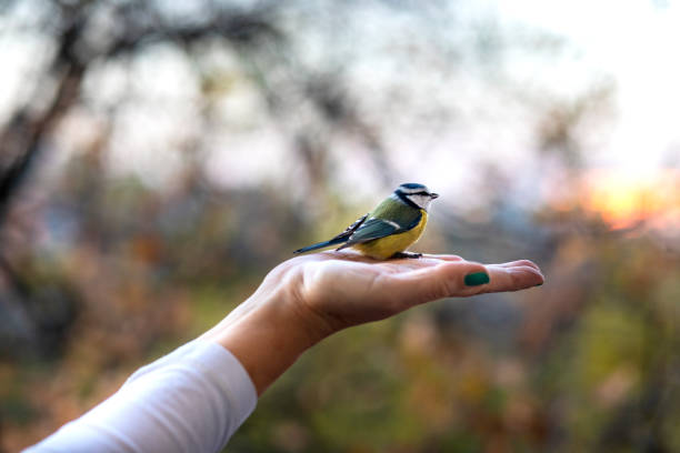istock Little bird sitting on human hand 1357665466