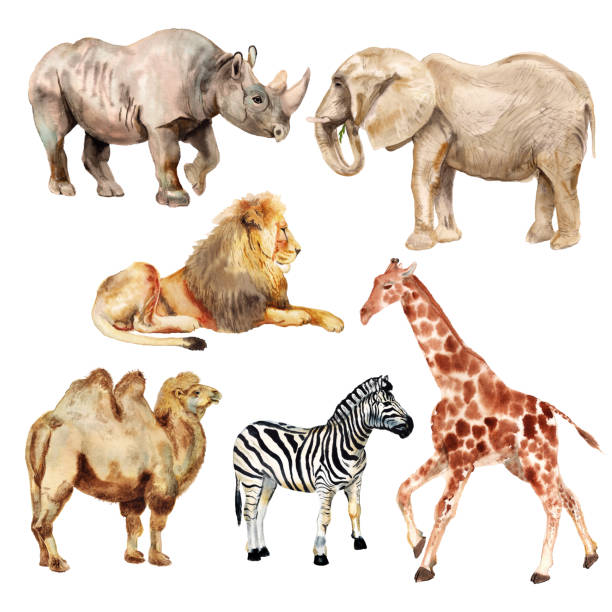 Watercolor african animals Set of watercolor images of african animals. Rhino, lion, elephant, camel, zebra, giraffe. Mammal stock illustrations