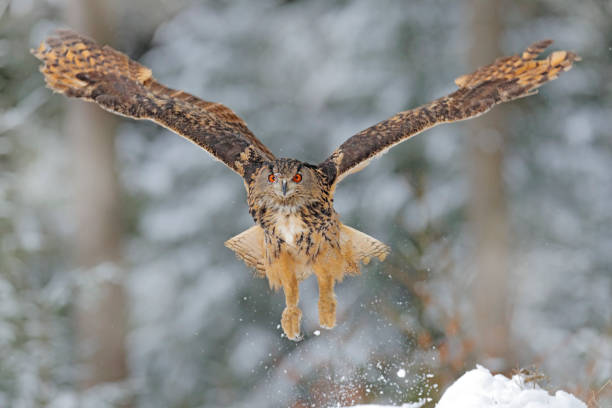 istock Flying Eurasian Eagle owl with open wings with snowflakes in snowy forest during cold winter. 1357666190