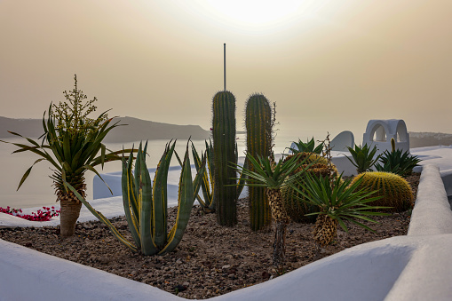 Close-up of cacti and aloes growing in a flower bed in Santorini. Caldera on background. Aegean sea