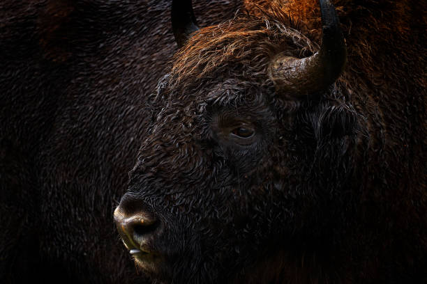 Detail portrait Bison in the dark forest, misty scene with big brown animal in nature habitat, orange oak leaves on the trees, Studen Kladenec, Eastern Rhodopes, Bulgaria. Wildlife scene from nature. retrato detallado bisonte en el bosque oscuro, escena brumosa con un gran animal marrón en el hábitat de la naturaleza, hojas de roble naranja en los árboles, studen kladenec, ródopes orientales, bulgaria. escena de la vida silvestre de la naturaleza.