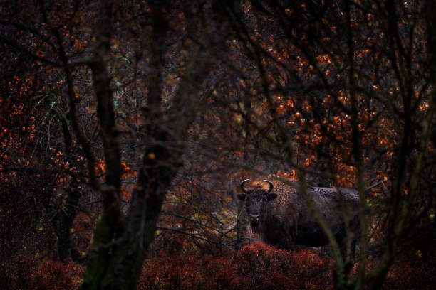 European Bison in the dark forest, misty scene with big brown animal in nature habitat, orange oak leaves on the trees, Studen Kladenec, Eastern Rhodopes, Bulgaria. Wildlife scene from nature. bisonte europeo en el bosque oscuro, escena brumosa con un gran animal marrón en el hábitat de la naturaleza, hojas de roble naranja en los árboles, studen kladenec, ródopes orientales, bulgaria. escena de la vida silvestre de la naturaleza.