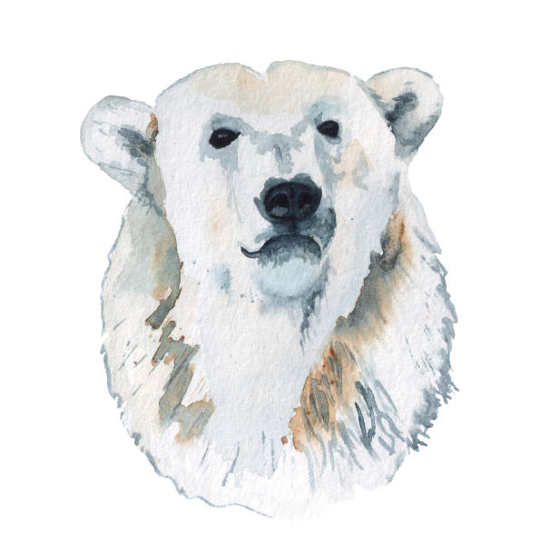 ilustrações, clipart, desenhos animados e ícones de retrato de aquarela do urso polar - polar bear arctic animal snow