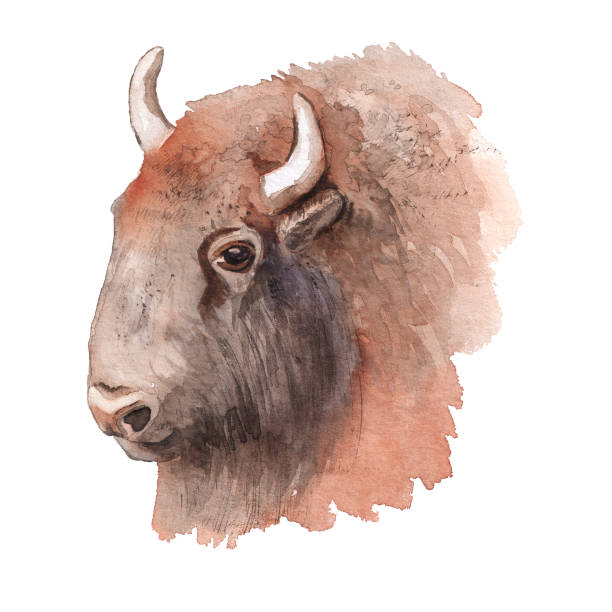 ilustrações, clipart, desenhos animados e ícones de retrato de aquarela realista de bisão. - bisonte europeu