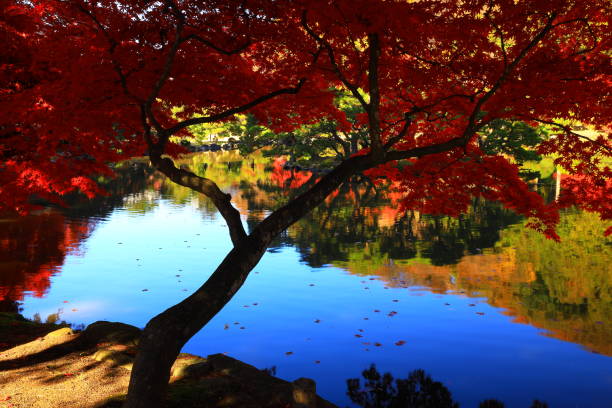 istock Blue sky and autumn leaves 1357666628