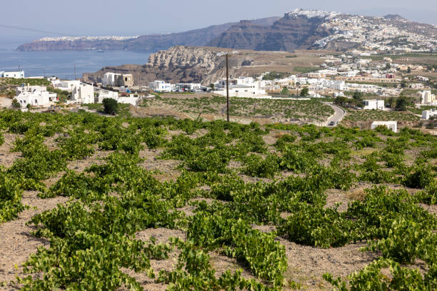 Assyrtiko - indigenous wine grape in wineyard on Santorini Island stock photo