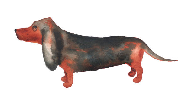 Watercolor image of basset hound. Watercolor image of basset hound. Hand drawn illustration isolated on white background. Dog breeds. cartoon basset hound walking stock illustrations