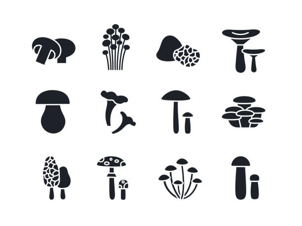 ilustraciones, imágenes clip art, dibujos animados e iconos de stock de conjunto de siluetas de setas. siluetas vectoriales negras. rellene el icono sólido. diseño moderno de glifos. champignon enoki trufa russula porcini cep chanterelle oyster morel fly agárico sapo de miel taburete abedul bolete - honey agaric