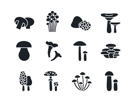 Mushrooms silhouette set. Black vector silhouettes. Fill solid icon. Modern glyph design. Champignon enoki truffle russula porcini cep chanterelle oyster morel fly agaric honey toadstool birch bolete.