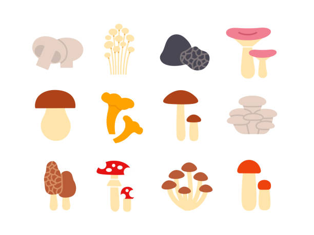 illustrazioni stock, clip art, cartoni animati e icone di tendenza di set di icone dei funghi. icone a colori piatti isolate vettoriali. design del glifo. illustrazioni di champignon enoki tartufo russula porcini porcini porcino finferlo ostrica morel mosca agarico miele toadstool betulla bolete - honey agaric