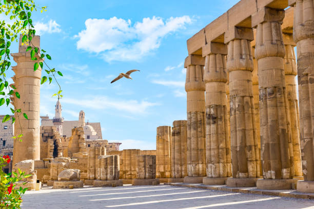 istock Seagull in Luxor Temple 1357671261