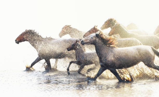 istock Horses Running in Water 1357672979