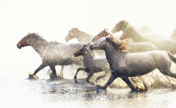 Photo of Horses Running in Water