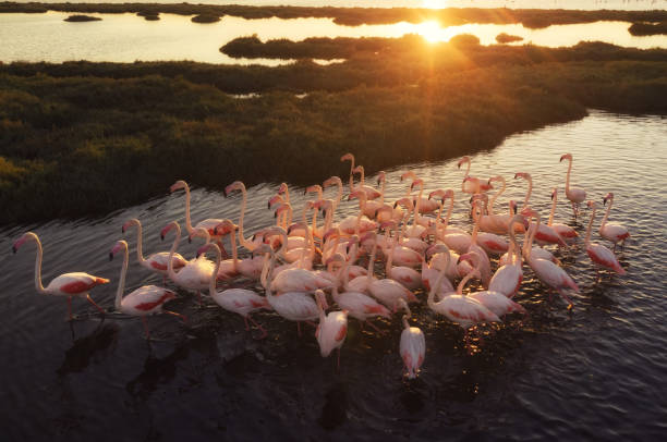 istock Flamingos in a Wetland During Sunset 1357673221