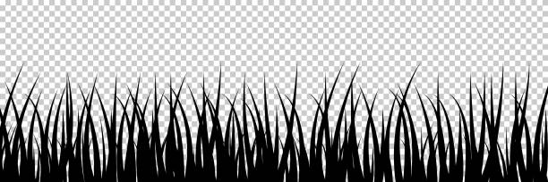 силуэт травы. ландшафт луга. черная трава с бордюром. растение на природе. иллюстрация для поля, газона и сада, изолированных на прозрачном ф - barley grass illustrations stock illustrations