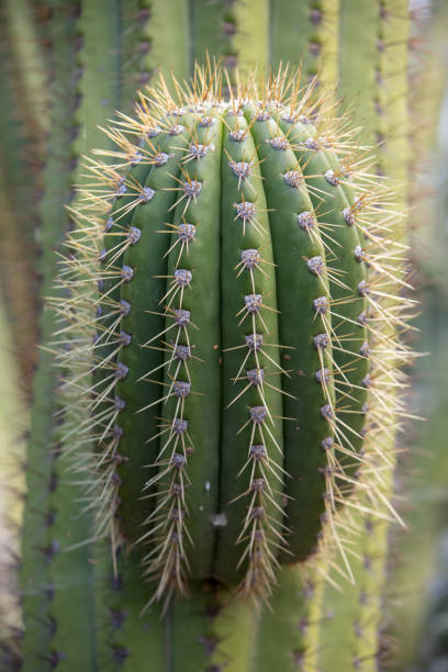 istock succulent green cactus at botanical garden 1357675387