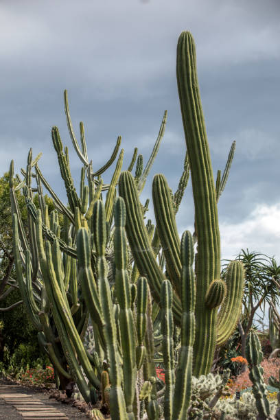 istock succulent green cactus at botanical garden 1357675388