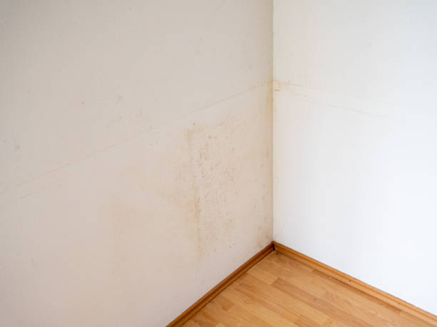 istock Mold on the wallpaper in the apartment 1357675722