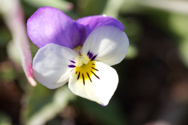 istock Heartsease, Pansy (Viola tricolor) close up 1357677014