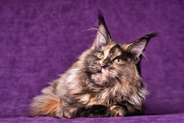 istock A colorful maine coon kitten. 1357677274